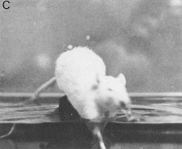 Rat in REM-stage falling off flower pot