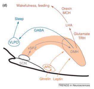 Neural pathways regulating sleep and wakefulness