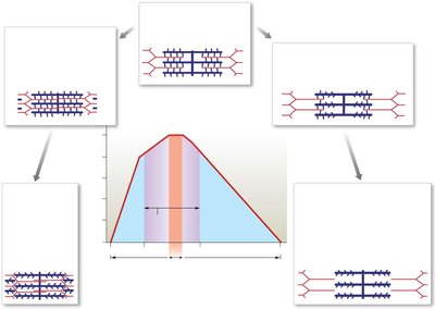 Effect of sarcomere length on active tension