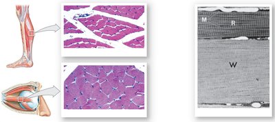 Fast versus slow muscle fibers