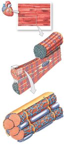 Cardiac muscle tissue structure