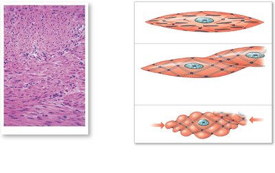 Smooth muscle tissue structure