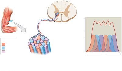 Arrangement and activity of motor units in skeletal muscle