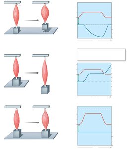Concentric, eccentric, and isometric contractions