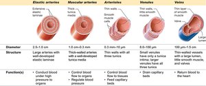 Comparison of blood vessel types: elastic arteries, muscular arteries, arterioles, venules, veins