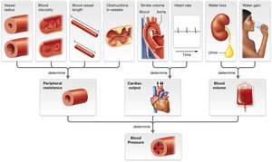 Diagram of factors determining blood pressure