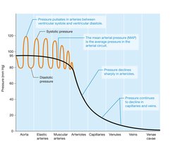 Graph of systemic blood pressure