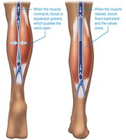 Skeletal muscle pump in veins