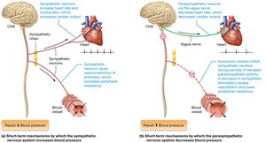 Short-term regulation of blood pressure