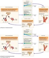 Baroreceptor and chemoreceptor reflexes