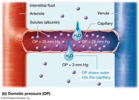 Osmotic pressure in capillaries