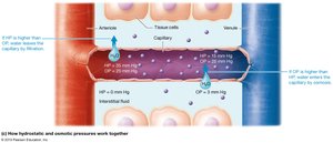 Hydrostatic and osmotic pressure working together