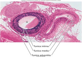 Histological section of artery and vein showing tunics