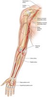 Arteries of the upper limb