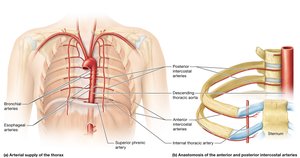 Arteries of the thorax