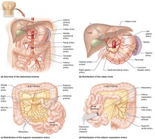 Arteries of the abdomen