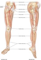 Arteries of the lower limbs