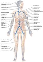 Major veins