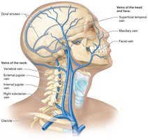 Veins of the head and neck