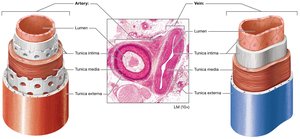 Diagram comparing artery and vein wall structure