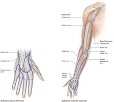 Veins of the upper limbs