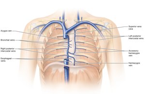 Veins of the thorax