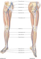 Veins of the lower limbs