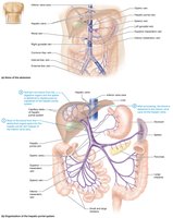 Hepatic portal system