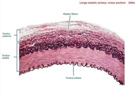 Elastic artery cross section