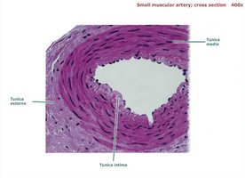 Muscular artery cross section