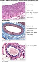 Histology of elastic, muscular arteries, and arteriole