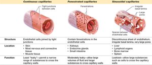 Types of capillaries: continuous, fenestrated, sinusoidal