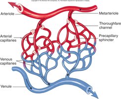 Capillary network diagram