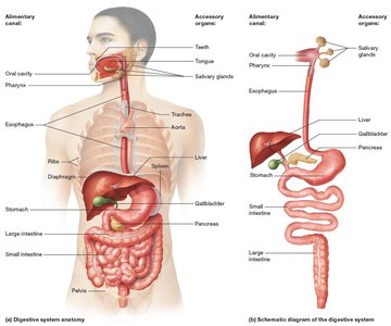 Digestive system anatomy and schematic diagram
