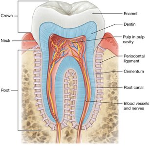 Tooth structure: crown, root, enamel, dentin, pulp, cementum