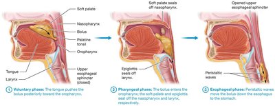 Process of swallowing (deglutition)