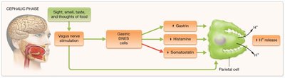 Functions of gastric gland cells