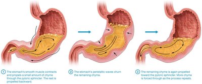 Intestinal phase of acid secretion