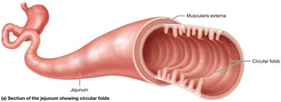 Folds of the small intestine