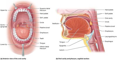 Oral cavity and pharynx, anterior and sagittal views