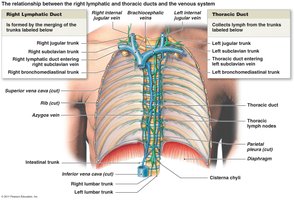 Thoracic duct and its drainage