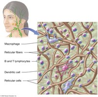 Microscopic structure of lymphoid organs