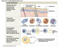 Innate defenses: physical barriers, phagocytes, immune surveillance, interferons