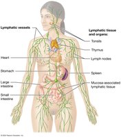 Overview of the lymphatic system in the human body