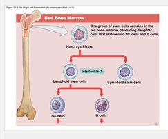 Origin and distribution of lymphocytes: red bone marrow and thymus