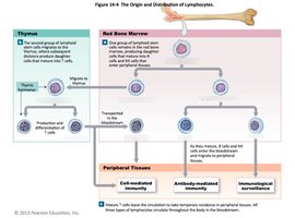 Origin and distribution of lymphocytes