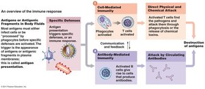 Overview of the immune response: cell-mediated and antibody-mediated immunity