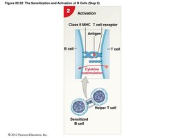 Activation of B cells by helper T cells