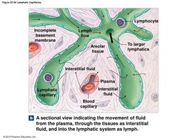 Sectional view of lymphatic capillaries and movement of fluid