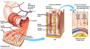 Lacteals in the small intestine and nutrient absorption